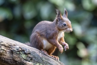 Squirrel (Sciurus vulgaris), Emsland, Lower Saxony, Germany, Europe