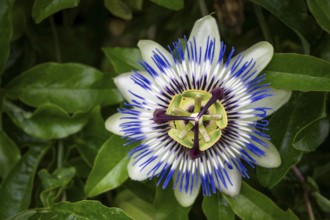 Top view of an exotic, blue-violet passion flower (Passiflora), Royal Botanic Gardens (Kew