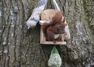 Squirrel, (Sciurus) eating nuts in the garden, Schleswig-Holstein, Germany, Europe