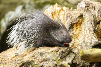 Old World porcupines (Hystrix cristata), Germany, Europe
