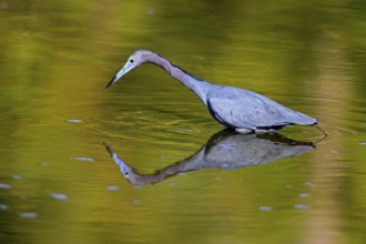 Great Blue Heron (Egretta caerulea), adult, in water, alert, foraging, Merritt Island, Black Point