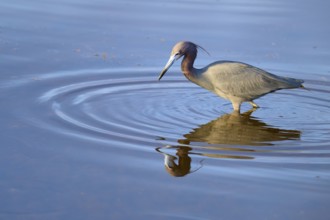 Great Blue Heron (Egretta caerulea), walking and reflecting in the water, Black Point Wildlife