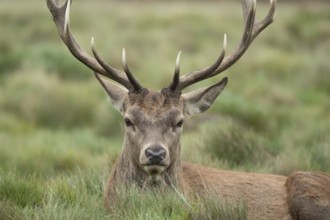 Red deer (Cervus elaphus) adult male stag sitting in grassland, England, United Kingdom, Europe