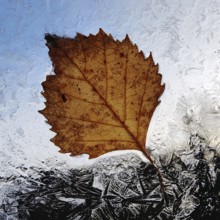 A translucent autumn leaf at the window with ice flowers, autumn, Witten, Ruhr area, North