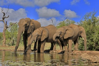 African elephant (Loxodonta africana), adult, juvenile, group with juveniles, at the water,