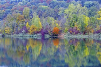 Trees reflected in the water, autumn, Pfuhler See, near Neu-Ulm, Bavaria, Germany, Europe