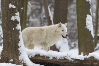 Melville Island wolf (Arctic wolf) standing in snow covered forest, snow falling