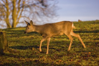A female roe deer (Capreolus capreolus) runs across a meadow at sunrise