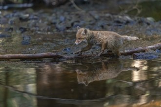 One young red fox, Vulpes vulpes, walking through a shallow forest creek in late light. Searching