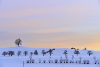 Winter landscape with snow-covered hills and trees under a pastel-coloured sunset, Menzingen, Zug,