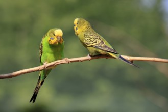 Budgerigar (Melopsittacus undulatus), adult, pair, male, female, two, in perch, Australia, Oceania