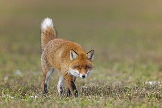 Red fox (Vulpes vulpes), hunting, winter fur, lurking, sniffing, dominant, male, winter landscape,