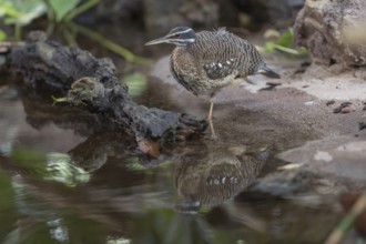 One sunbittern (Eurypyga helias) standing in the water of a forest creek