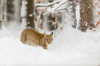 One young male Eurasian lynx, (Lynx lynx), walking through deep snow covered undergrowth in a