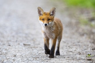 Fox (Vulpes vulpes) puppy Germany