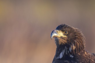 White-tailed eagle, Eurasian sea eagle, erne (Haliaeetus albicilla) close-up portrait of juvenile