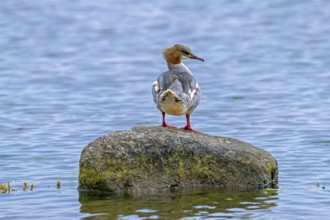 Common merganser, goosander (Mergus merganser merganser) female resting on boulder along the North