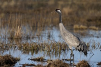 Crane (Grus grus), Sweden, Europe