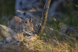 One young (10 weeks old) male Eurasian lynx, (Lynx lynx), resting on a rotten tree