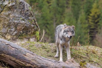 An adult male grey wolf (Canis lupus lupus) stands in a meadow on the top of a hill between a rock