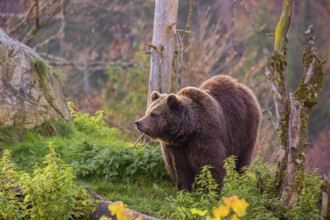 An adult female brown bear (Ursus arctos arctos) walks on a hilly terrain with trees and rocks