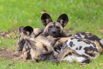A pack of 4 African Wild Dogs, Lycaon pictus, rest on a green meadow