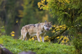 One eurasian gray wolf (Canis lupus lupus) stands on a hill, observing the area. A forest in fall
