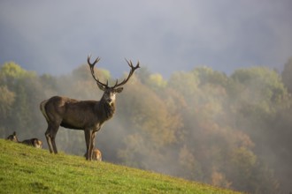 A herd of red deer (Cervus elaphus) stands in a meadow, A forest with autumn leaves can be seen in
