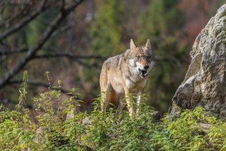 A female grey wolf (Canis lupus lupus) stands on a lying tree trunk in next to a rock on the top of