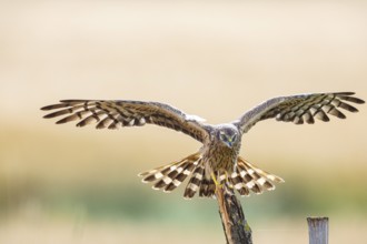 Montagu's harrier (Circus pygargus) wbl Germany