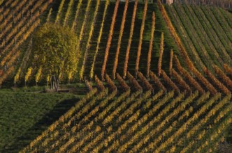 tree, vineyard, vines, vineyards, viticulture, autumn colouring, autumn, Strümpfelbach, Weinstadt,