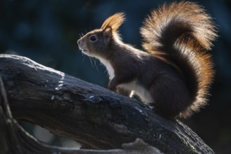 Squirrel (Sciurus vulgaris), Emsland, Lower Saxony, Germany, Europe