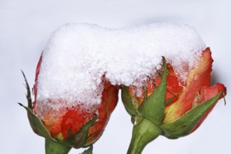 Rose blossom with snow, Winter, Germany, Europe