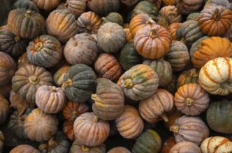 Blacklittle pumpkin, pumpkins, sales stand, Ludwigsburg, Baden-Württemberg, Germany, Europe