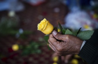 A person holds a yellow rose in a street flower shop, on the occasion of Valentines day on February