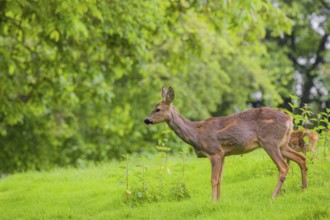 A female roe deer (Capreolus capreolus) and her fawn stand in a meadow
