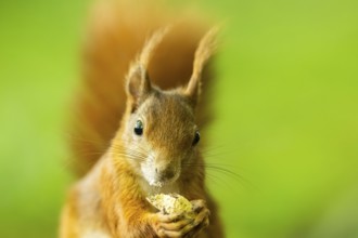 Red squirrel (Sciurus vulgaris) in a forest, Bavaria, Gernany