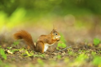 Red squirrel (Sciurus vulgaris) in a forest, Bavaria, Gernany