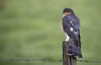 Sparrowhawk, (Accipiter nisus) sitting on a perch, Schleswig-Holstein, Germany, Europe