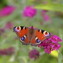 Peacock butterfly (Inachis io) sucking nectar on butterfly bush (Buddleja davidii), in a natural