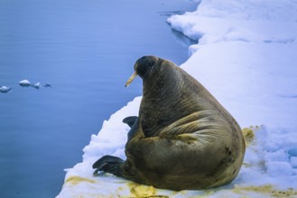 Walrus (Odobenus rosmarus) resting on a ice floe at the arctic sea Svalbard, Norway, Europe