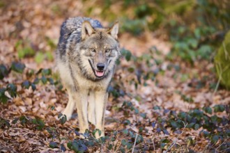 Close-up of a Eurasian wolf (Canis lupus lupus) in a forest in spring, Bavarian Forest National