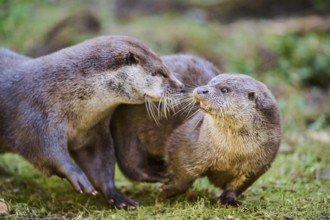 Eurasian otters (Lutra lutra) playing on a meadow in the bavarian forest, Bavaria, Germany, Europe
