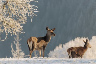 Two female red deer (Cervus elaphus) stand in the first light of day on a meadow covered in hoar