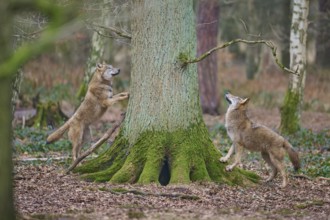 Wolf (Canis lupus), two wolves standing attentively by a moss-covered tree in the forest, Germany,