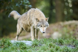 Eastern wolf (Canis lupus lycaon) standing on a meadow, Bavaria, Germany, Europe