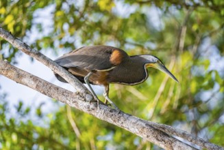 Bare-throated tiger heron (Tigrisoma mexicanum) in a tree, Tortuguero National Park, Costa Rica,