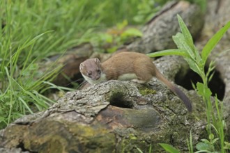 Ermine (Mustela erminea), large weasel