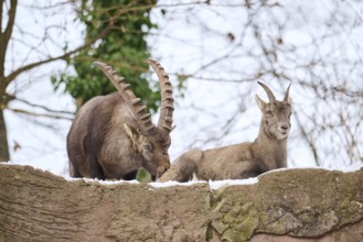Alpine ibex (Capra ibex) male and female on a rock in winter, snow, Bavaria, Germany, Europe