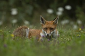 Red fox (Vulpes vulpes) adult animal resting in grassland countryside with wildlflowers in the